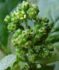  Inflorescence